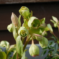 Helleborus foetidus